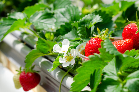 Strawberry farm in japan. Ripe strawberries in bowl, Strawberries flower and strawberries fruits on...