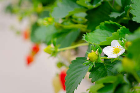 Strawberry farm in japan. Strawberries flower and strawberries fruits on the branch hanging way from the tree. Fresh plant food garden agriculture field nature harvest greenhouse organic.の写真素材