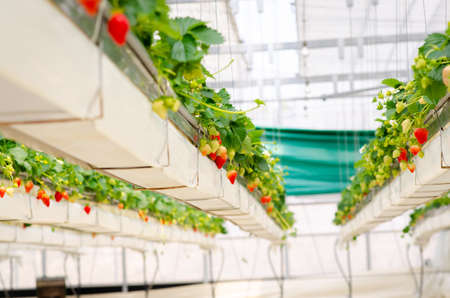 Strawberry farm in japan. Strawberries flower and strawberries fruits on the branch hanging way from the tree. Fresh plant food garden agriculture field nature harvest greenhouse organic.の写真素材