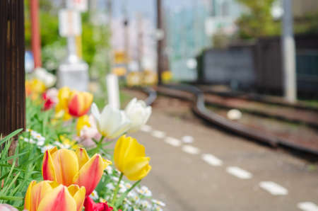Colorful tulip and tiny flower in soft focus on blurry railway background in japan.の写真素材