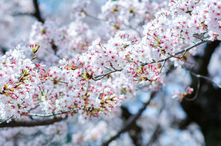 Sakura Pink in soft focus, beautiful cherry blossom in Japan, bright pink flowers of Sakura on the blurry background. Spring background and beautiful natural scenery.の写真素材