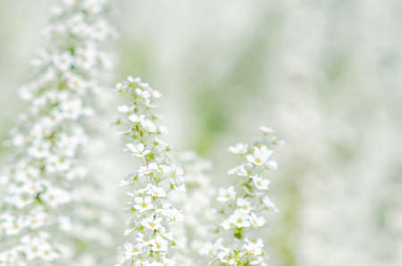 Pretty white blossoms of Thunberg's meadowsweet or Spiraea thunbergii blooming on blurry background in Japan. Tiny white flowers in soft focused beautiful nature flower background.の写真素材