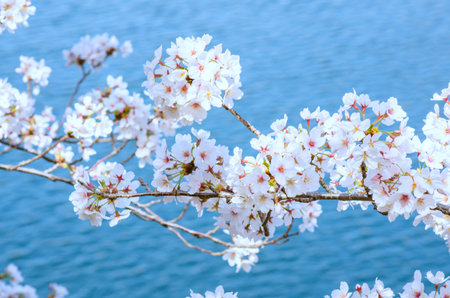 Sakura Pink in soft focus, beautiful cherry blossom in Japan, bright pink flowers of Sakura on the blurry background. Spring background and beautiful natural scenery.の写真素材