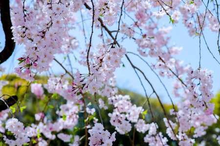 Sakura Pink in soft focus, beautiful cherry blossom in Japan, bright pink flowers of Sakura on the...