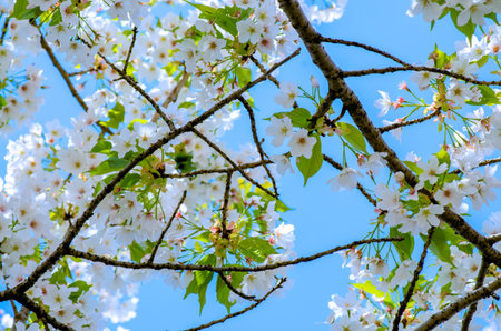 Sakura in soft focus, beautiful cherry blossom in Japan, bright white flowers of Sakura on the...
