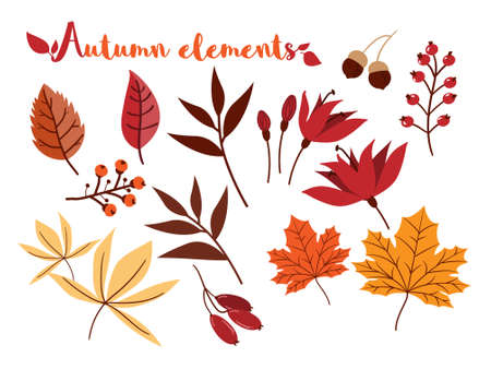 Set of colorful autumn leaves, berries and nuts isolated on white background. Simple cartoon autumn elements flat style.のイラスト素材