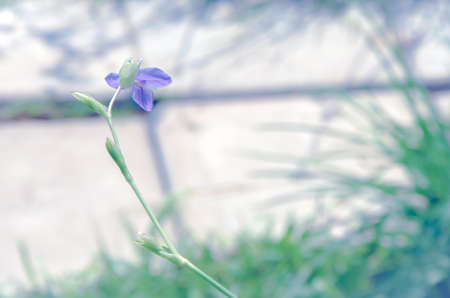 Murdannia giganteum on blurry background is a small purple wildflowers in Thailand.の写真素材