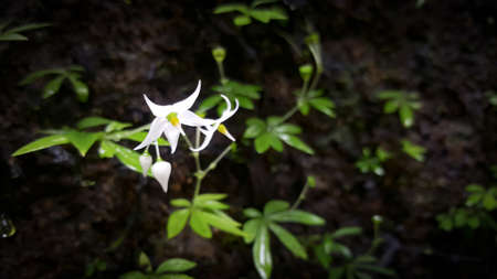 Little white flowers on a rock with blurry background in Thailand.の写真素材