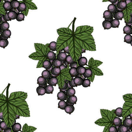Seamless pattern with Blackcurrant with green stem and leaves. Vector illustration.のイラスト素材