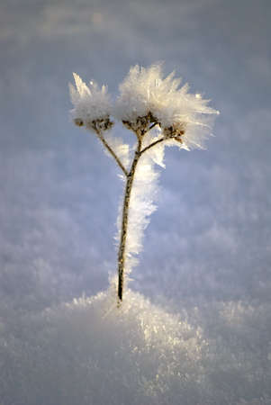 Lonely frozen flower in ice cold conditionsの写真素材