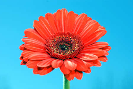 Close-up of Gerbera also known as African Daisy, Transvaal Daisy, and Barberton Daisyの写真素材
