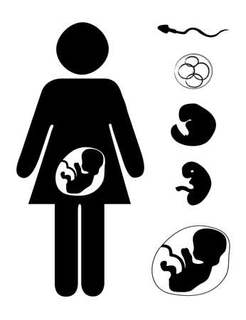 Vector set with pregnant mother and fetus at different stagesのイラスト素材
