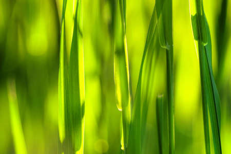 Close-up of summer light that shines through the blades of grassの写真素材