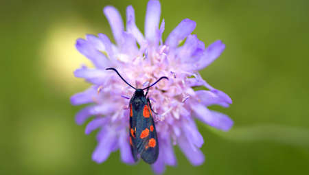 Colorful close-up on burnet sitting on Knautia Arvensisの写真素材