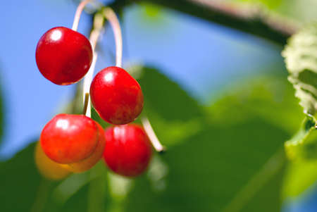 Close-up of bright red appetizing cherries on branchの写真素材
