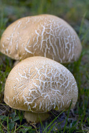 Close-up of two mushrooms in the gardenの写真素材