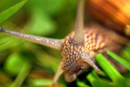 Close up of a snail, a high dynamic range photo with shallow depth of fieldの写真素材