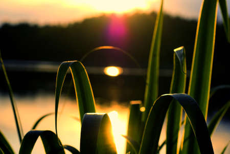 Close-up of reeds on the beach a summer evening, the sun reflected in water in the background の写真素材