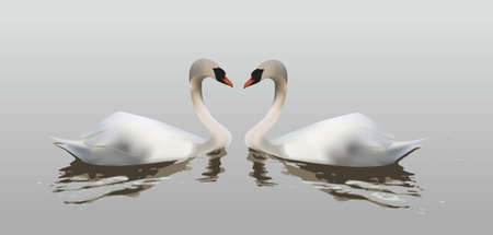 Two swans forming a heart with their necks, symbol of loveのイラスト素材