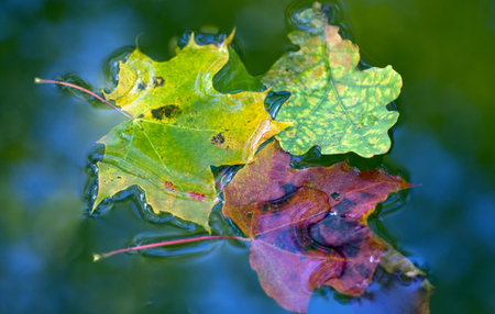 Leaves in autumn-color floating in calm water