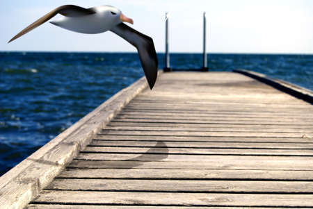 Seagull floating in the sea landscape over a jetty, photography and illustrationの写真素材
