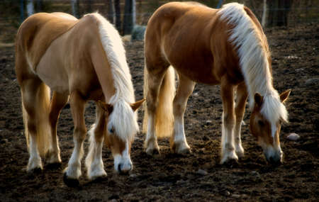 Beautiful haflinger horses eating in the evening lightの写真素材