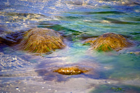Colorful close up of seaweed and algaeの写真素材