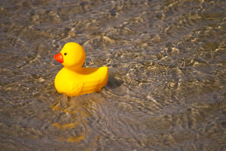 Yellow bath duck swimming in the waterの写真素材
