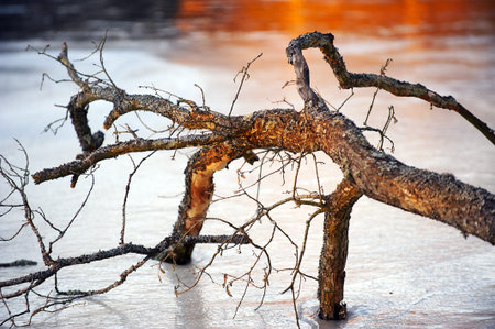 Frozen branch warmed by golden evening lightの写真素材