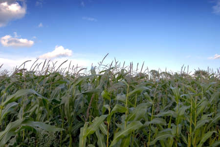 Cornfield against a blue summer skyの写真素材