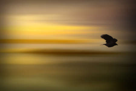 Bird flying in the sunset, image with motion blurの写真素材