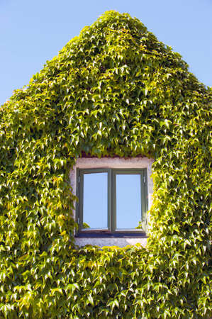 Ivy that covers the entire wall of the house, blue summer sky in backgroundの写真素材