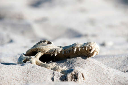 Close-up of crocodile skull in sand dunesの写真素材