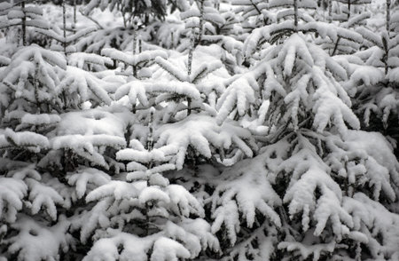 Close up of Snowy spruce branches