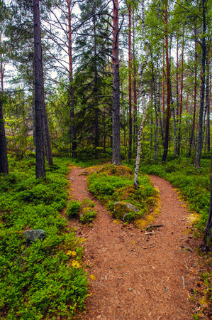 Where the path divides, closeup of path in forest