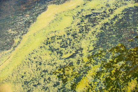 Algae blooms in seawater due to eutrophicationの写真素材