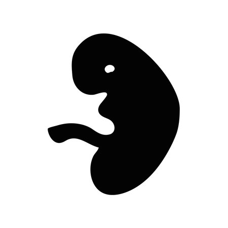 Fetus vector icon, human early child foetus, embryonic stage, minimalist vector illustration symbolのイラスト素材