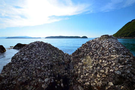 The Japanese sea and seaweedの写真素材