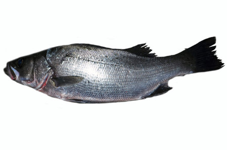 Lateolabrax latusの写真素材