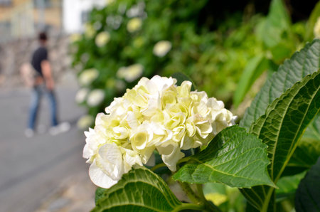 White hydrangea