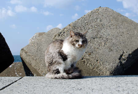 Seaside catの写真素材