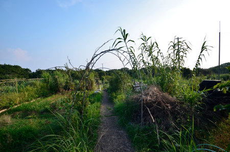 Japanese farmers  Entrance