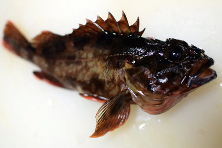 Japnaese False kelpfish
