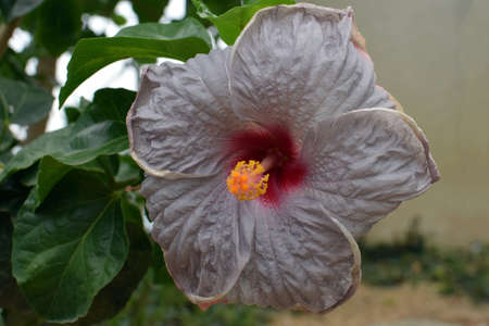 hibiscus milky wayの写真素材