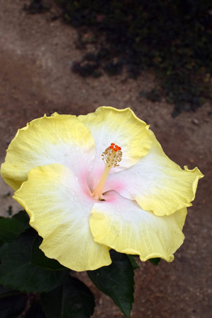 hibiscus Jason blueの写真素材