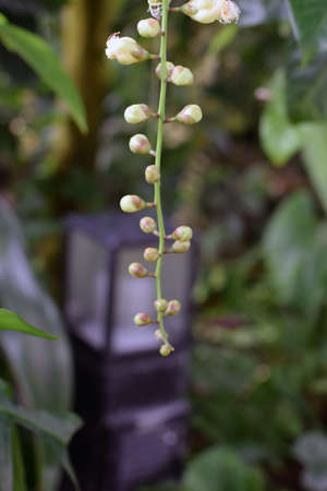 A flower and garden lanternの写真素材