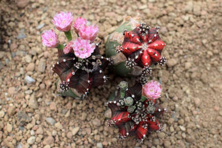 Gymnocalycium mihanovichii variagatedの写真素材