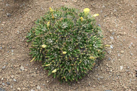 Dolichothele longimammaの写真素材
