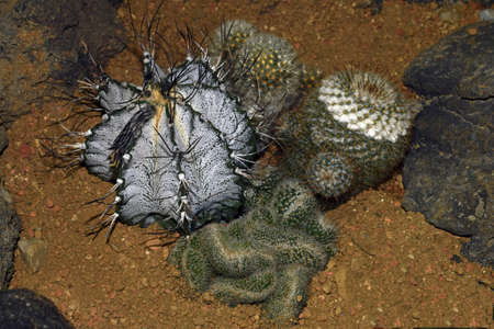 cactus flowersの写真素材