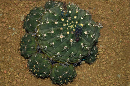 cactusの写真素材